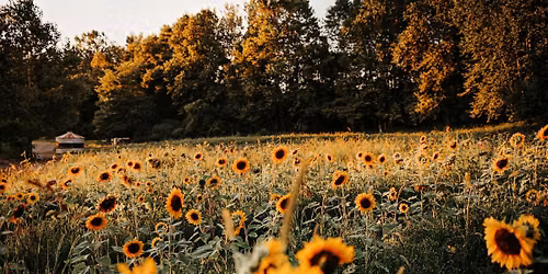 Pick your own Bouquet August 5th