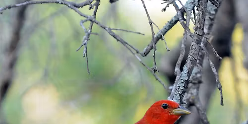 Bird Walk
