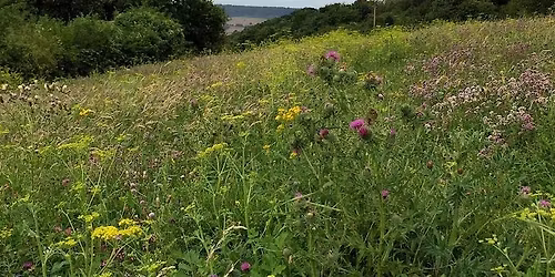 Chalk grassland plant identification day
