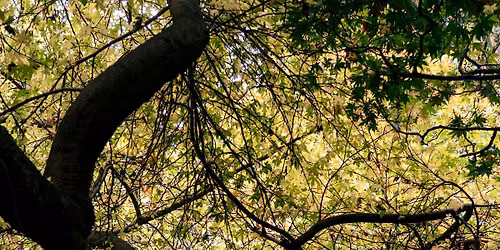 Bomen die doen dromen