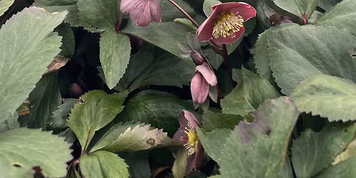 Hellebore Sale