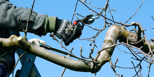 Hands-on Fruit Tree Pruning Workshop