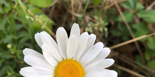 Garden Story & Craft Time: Upsy Daisy