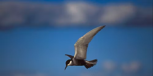 Zoom Talk \u2013 Wildlife and Birds of Poland by Richard Bashford