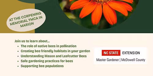 Discover Native Bees