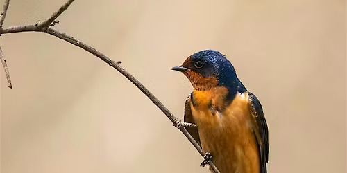 Urban Waterfowl and Barn Swallows  at Robert H. Long Nature Park