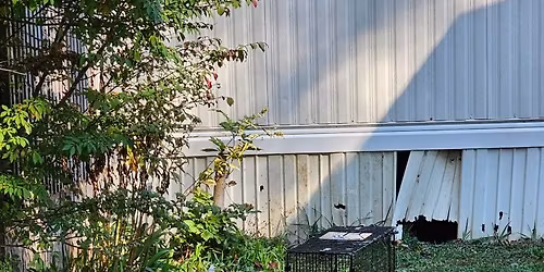 November low cost microchip event