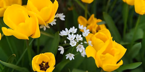 Foire aux plantes