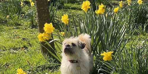 Laika Family- Pet Safety Group