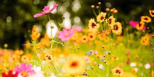 Spring Equinox Ceremony & Sound Bath Meditation