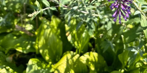 Plant Exchange
