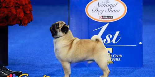 The National Dog Show