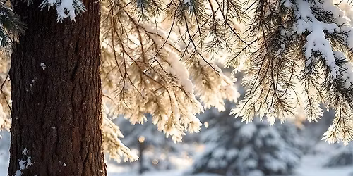 L\u00e0, o\u00f9 brille la magie de l'hiver\n\n