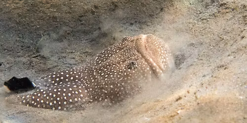 Blue Heron Bridge - 7 nights, pool, A\/C - 5 AM & PM Shore Dives