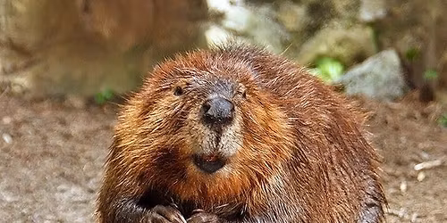 Annual Meeting with Special Presentation: Beavers as River Restoration Engineers
