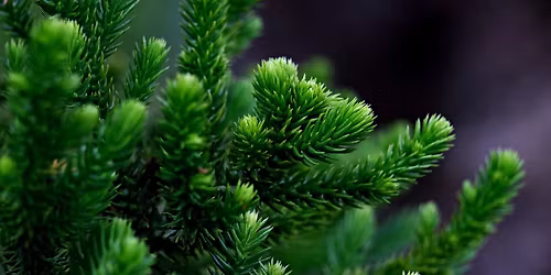 AFLYST\/Juletr\u00e6sfest