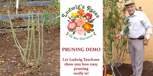 Rose winter pruning demo Pretoria East