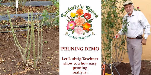 Rose winter pruning demo Pretoria East