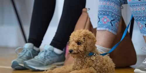 Puppy Training Classes - Cirencester - TUE 19 MAY 7.30pm