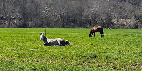 Stretch & Yoga Sundays Equestrian Edition!
