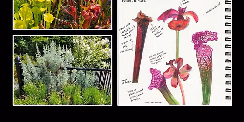 Pitcher Plants and Waterwise Wonders
