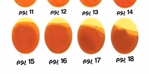 \u0627\u0644\u0633\u0644\u0627\u0645