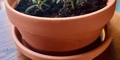 Witching You Well - Container Gardens