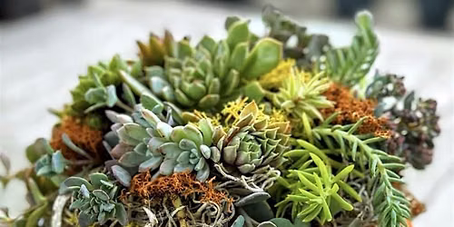 Succulent Pumpkin  Centerpiece at The Blind Rhino Black Rock