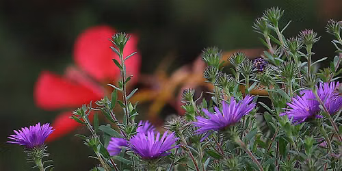 Pollinator Garden Tour