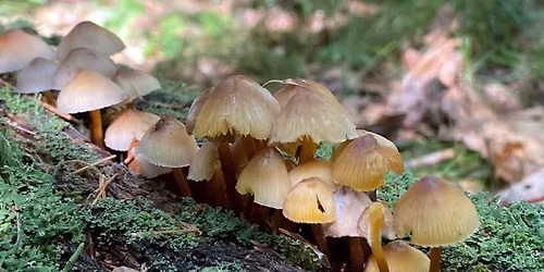 Awareness, Art, & Action: The Forest-Fungus Alliance