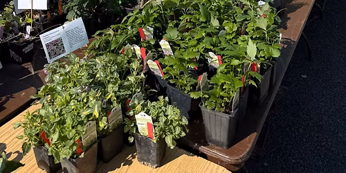 2026 UI Arboretum Plant Sale \ud83e\udeb4