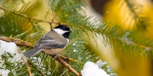 OPAS Backyard Birding: \u201cHome as Habitat\u201d