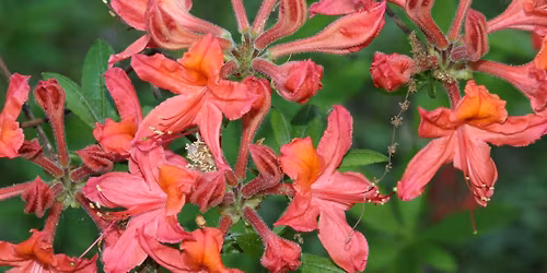 Bl\u00fcten, Poesie und Philosophie - Der Ohrbergpark bei Hameln