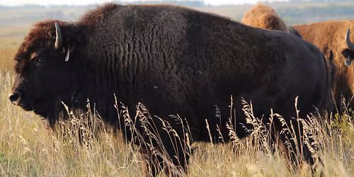 Girlz Gone Wild Bred Heifer Performance Class Show & Sale