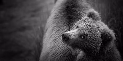 Glazer's Anniversary | Playing with Wildlife Photo + Video with Kristi Odom