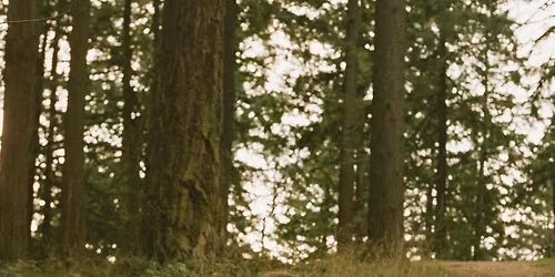 Fruit Bats (Outdoor Show)