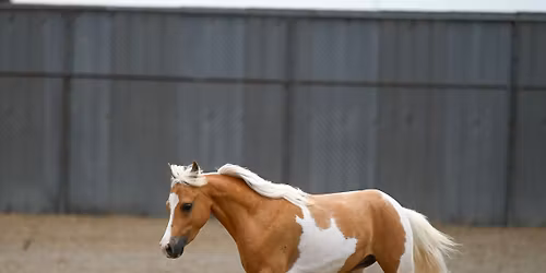 2026 All Mini Show- Monroe, Mi