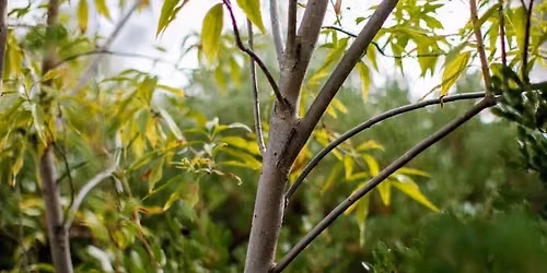 Plant Talk: Tree Selection and Care