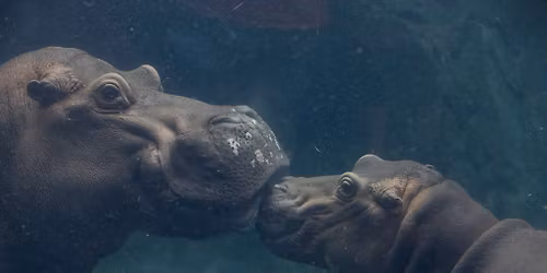 Father's Day- FREE Admission for all Dads