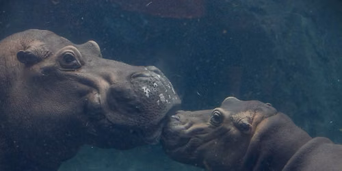 Father's Day- FREE Admission for all Dads