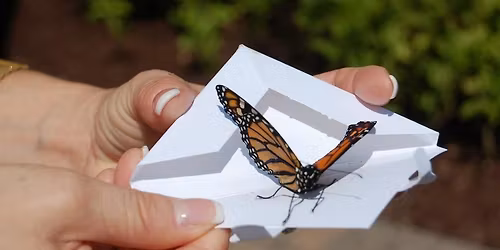 Butterfly Release