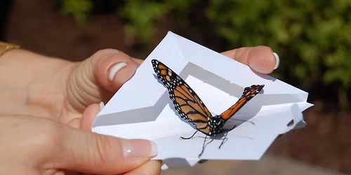Butterfly Release