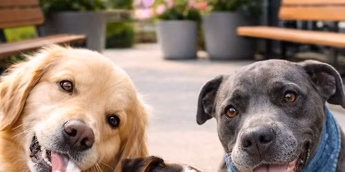 Scooter's Coffee Meet & Greet | Drive-Thru Adoption Event