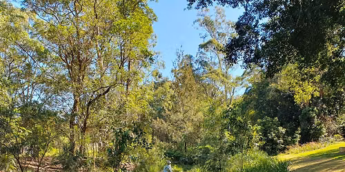 Cicada Park Bushcare