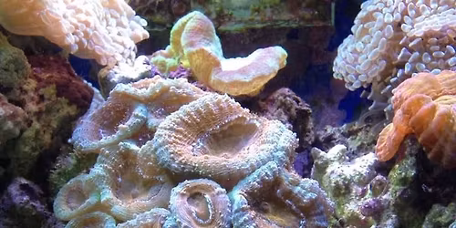 Dominant men seeking submissive women