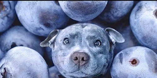 Bl\u00e5b\u00e6rst\u00e6vne 2.0 - DKK Vilhelmsborg 