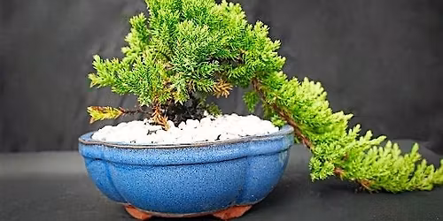 Bonsai Lesson at Wolfie's