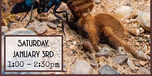 Lights! Cameras! Bugs!