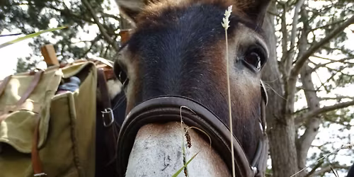 Coup de pouce pour la nature : les \u00e2nes en action.