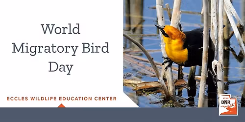 World Migratory Bird Day at Eccles Wildlife Education Center